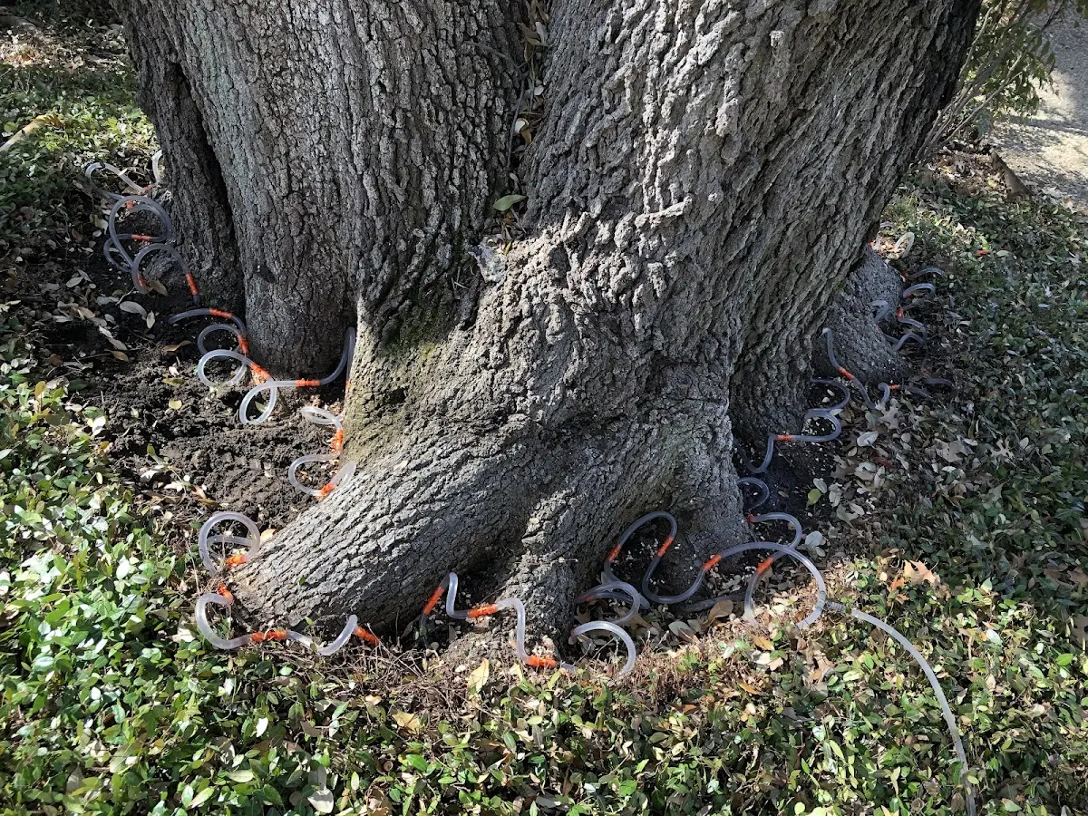 Detailed Tree Cabling and Bracing job site in Andreas
